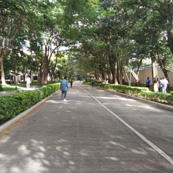 The beautiful tree lined walkways inside the campus
